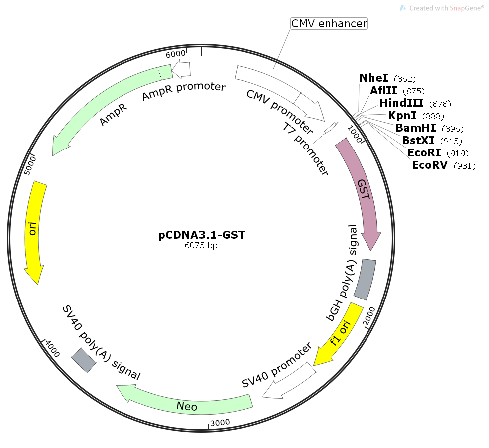 pCDNA3.1-GST哺乳pCDNA系列表达