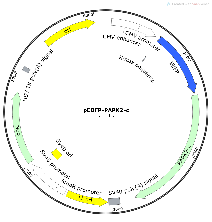pEBFP-PAPK2-c鸡源基因哺乳表达质粒