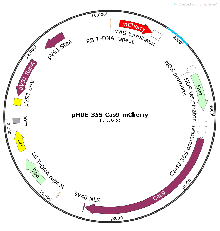 pHDE-35S-Cas9-mCherry植物基因敲除质粒