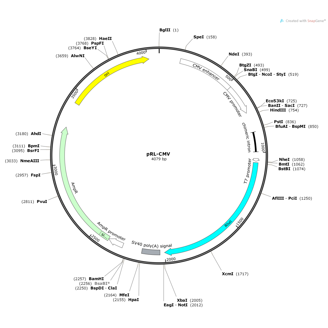 pRL-CMV