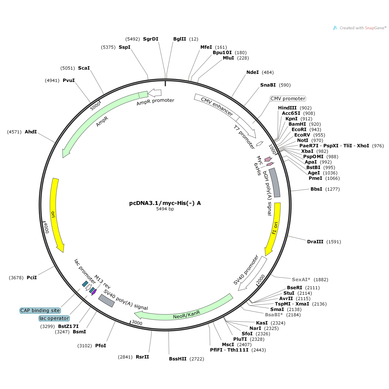 pcDNA3.1/myc-His(-) A