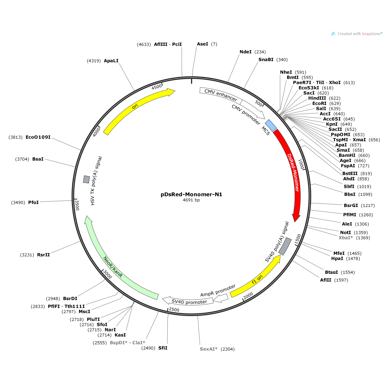 pDsRED-Monomer-N1