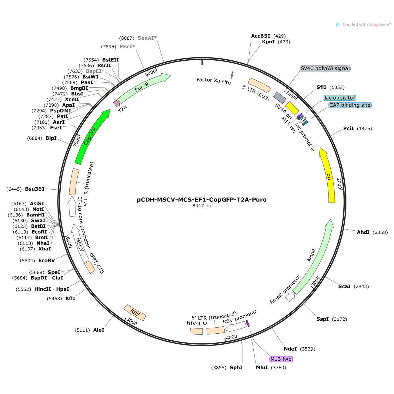 pCDH-MSCV-MCS-EF1-CopGFP-T2A-Puro
