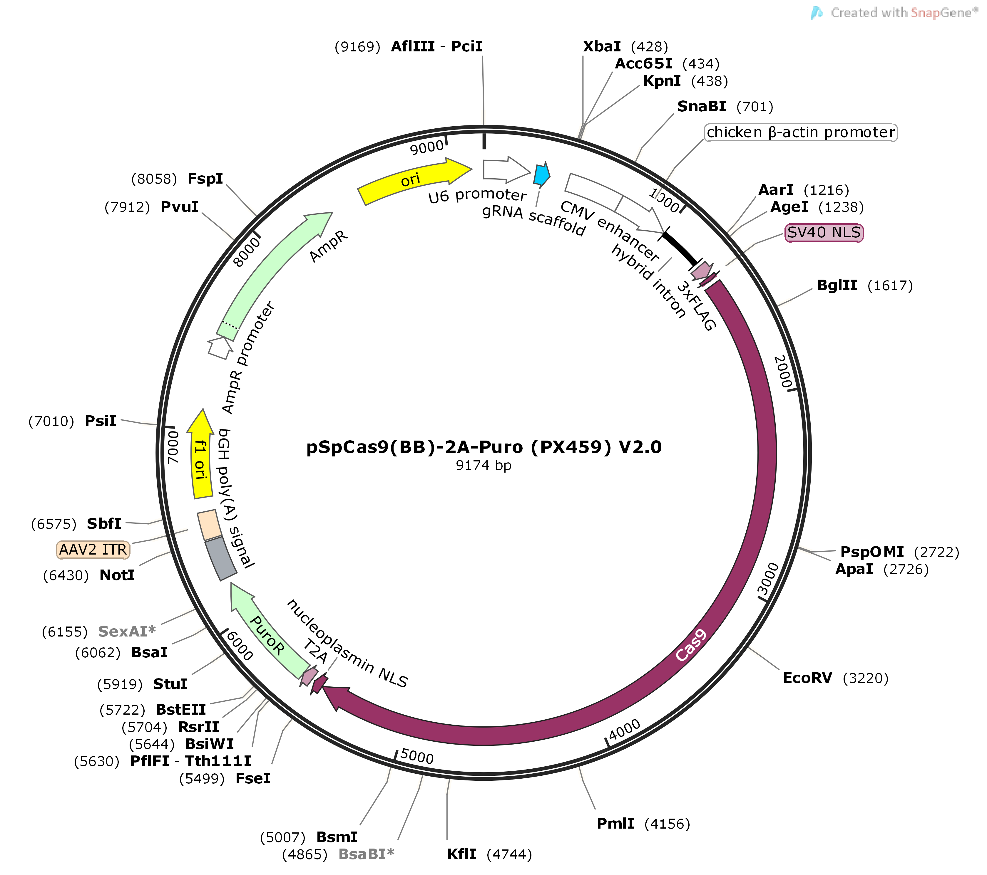 pSpCas9(BB)-2A-Puro (PX459) V2.0