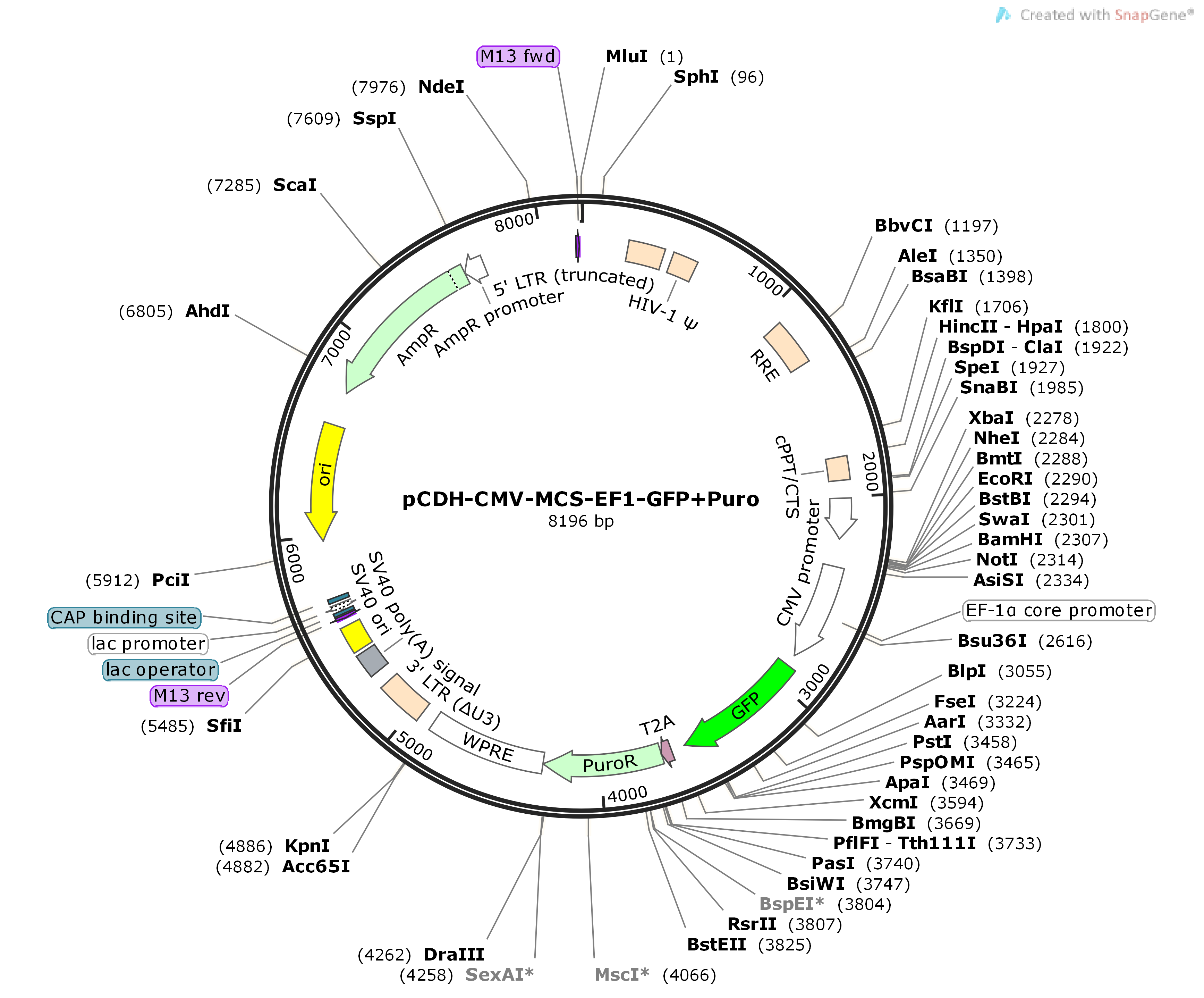【热销】pCDH-CMV-MCS-EF1-GFP+Puro