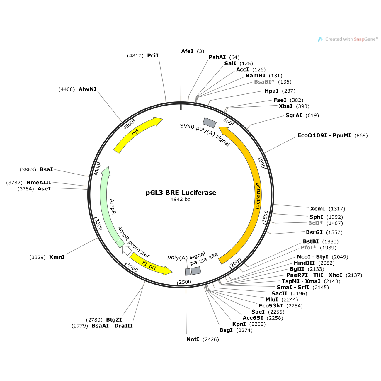 pGL3 BRE Luciferase