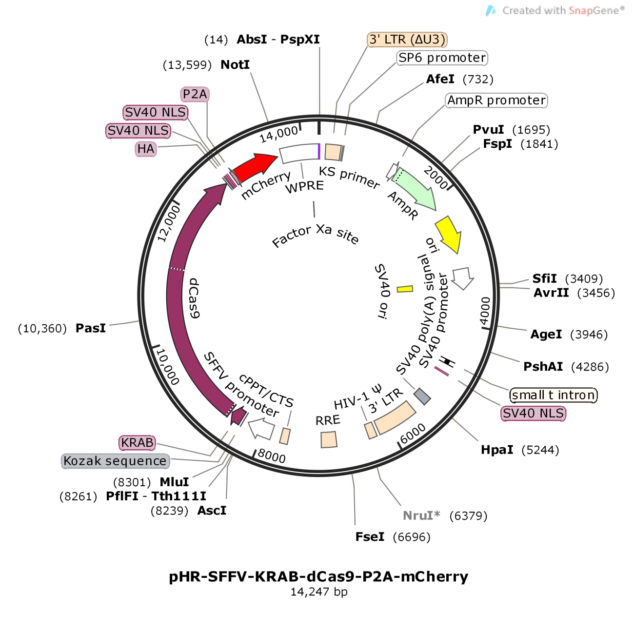 pHR-SFFV-KRAB-dCas9-P2A-mCherry