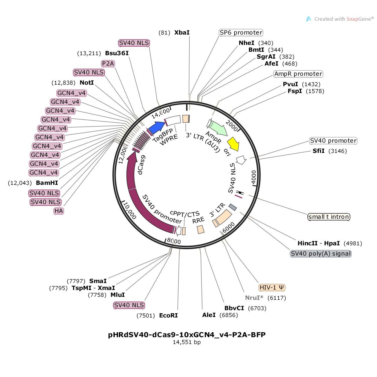 pHRdSV40-dCas9-10xGCN4_v4-P2A-BFP