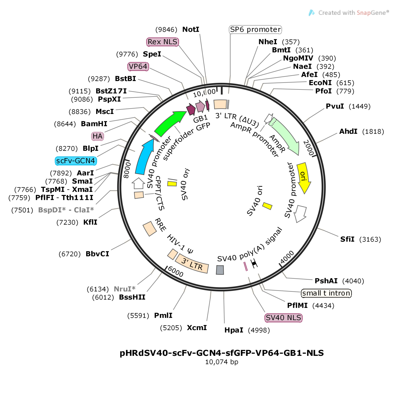 pHRdSV40-scFv-GCN4-sfGFP-VP64-GB1-NLS
