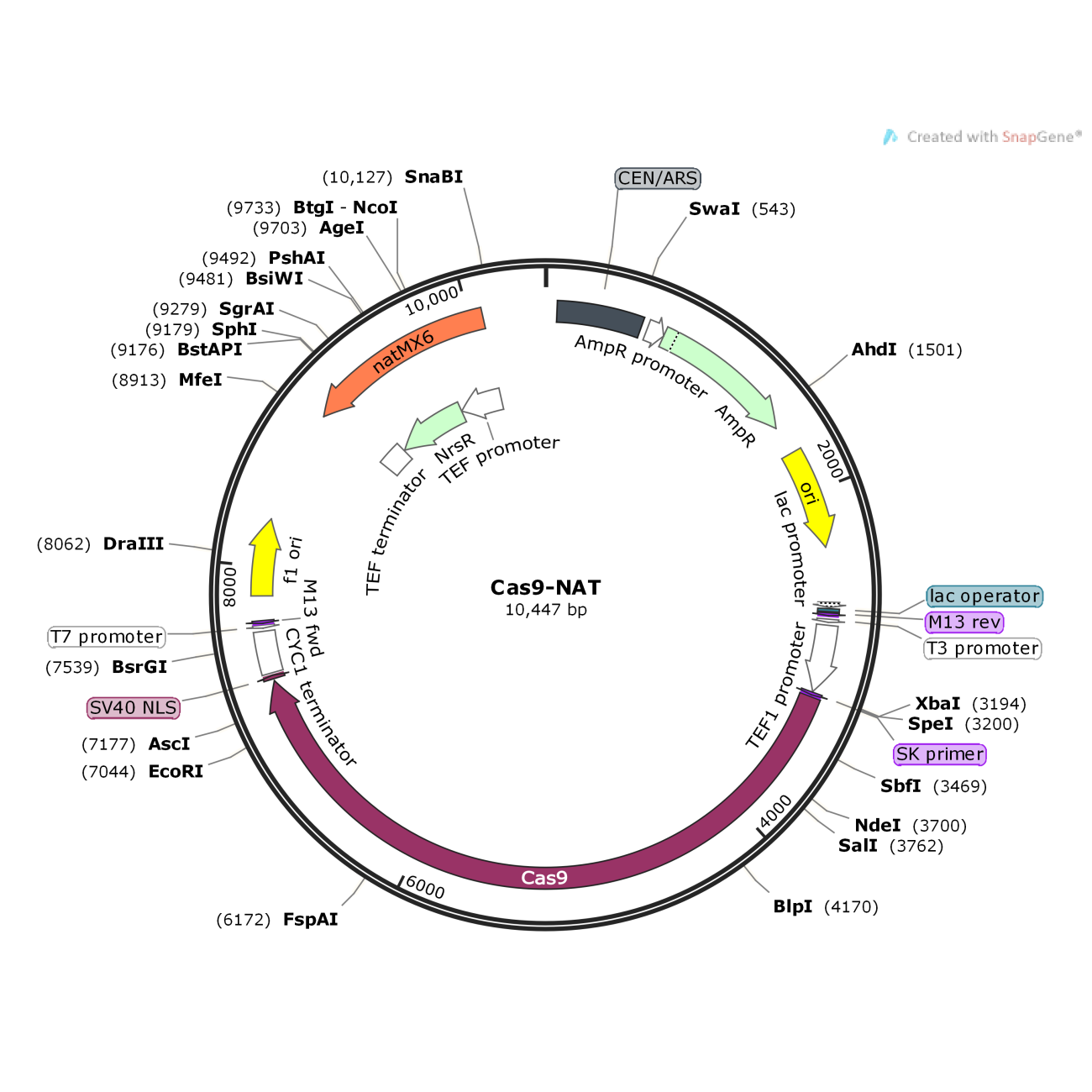 Cas9-NAT