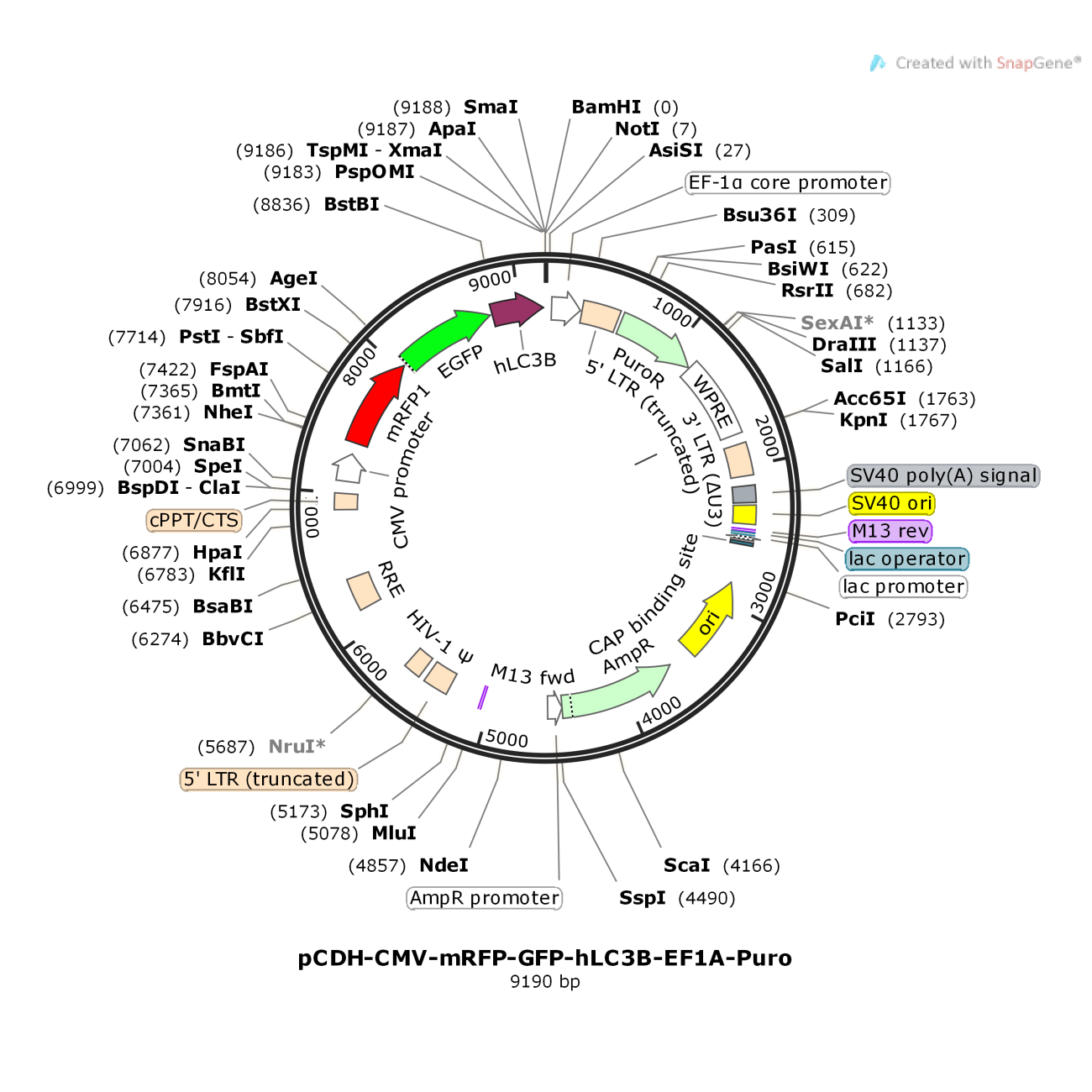 pCDH-CMV-mRFP-GFP-hLC3B-EF1A-Puro