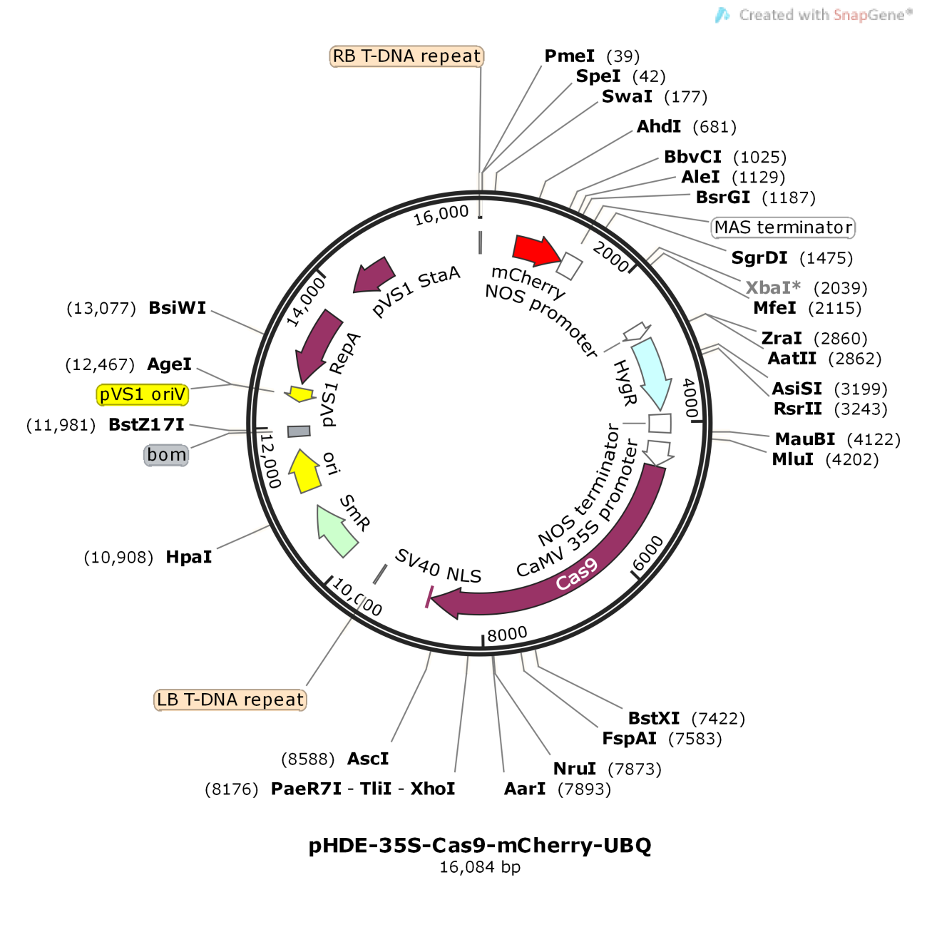 pHDE-35s-Cas9-mCherry-UBQ
