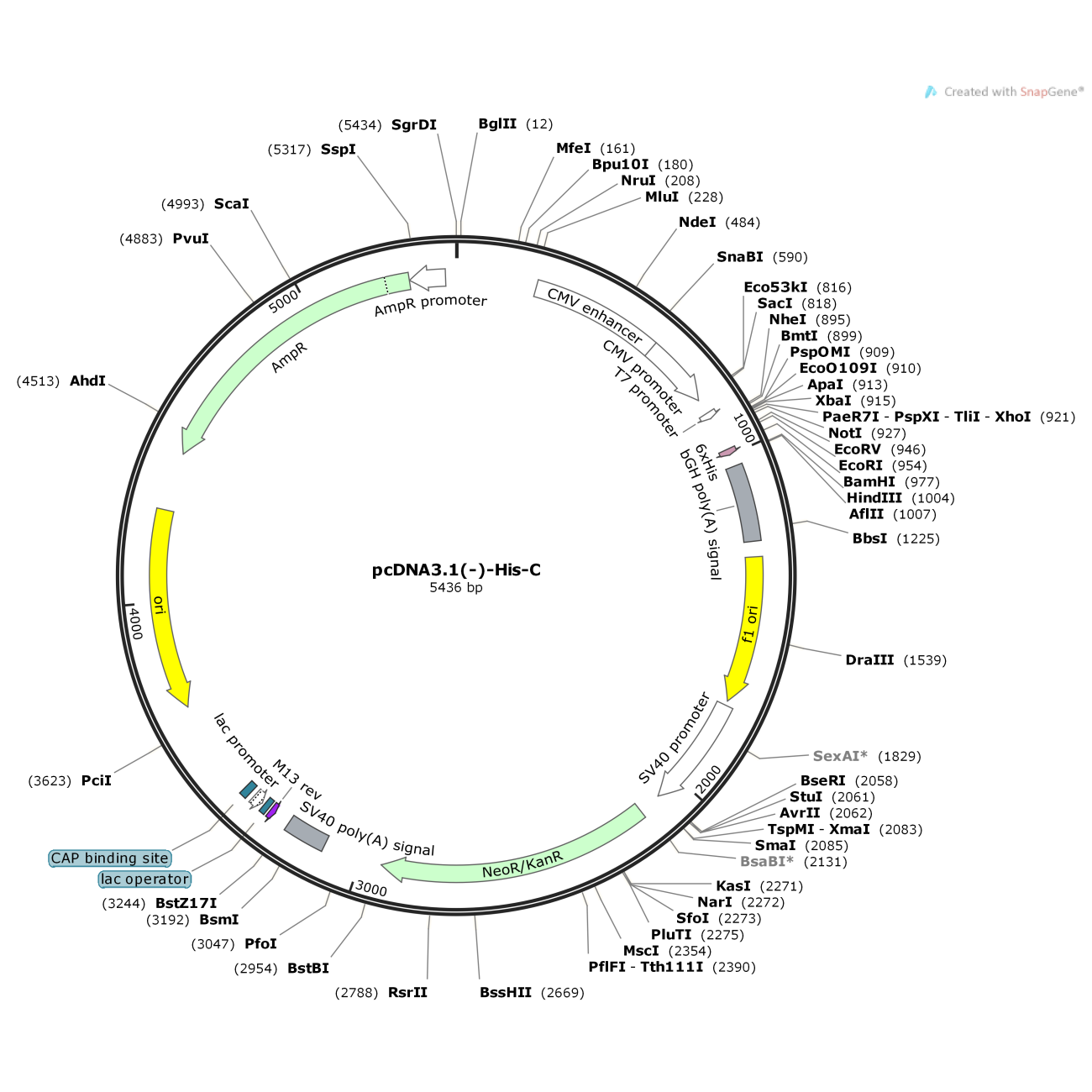 pcDNA3.1(-)-His-C 