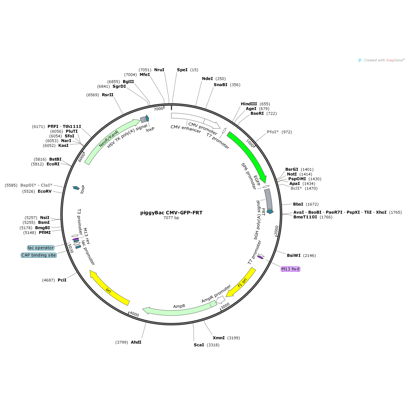 PiggyBac CMV-GFP-FRT
