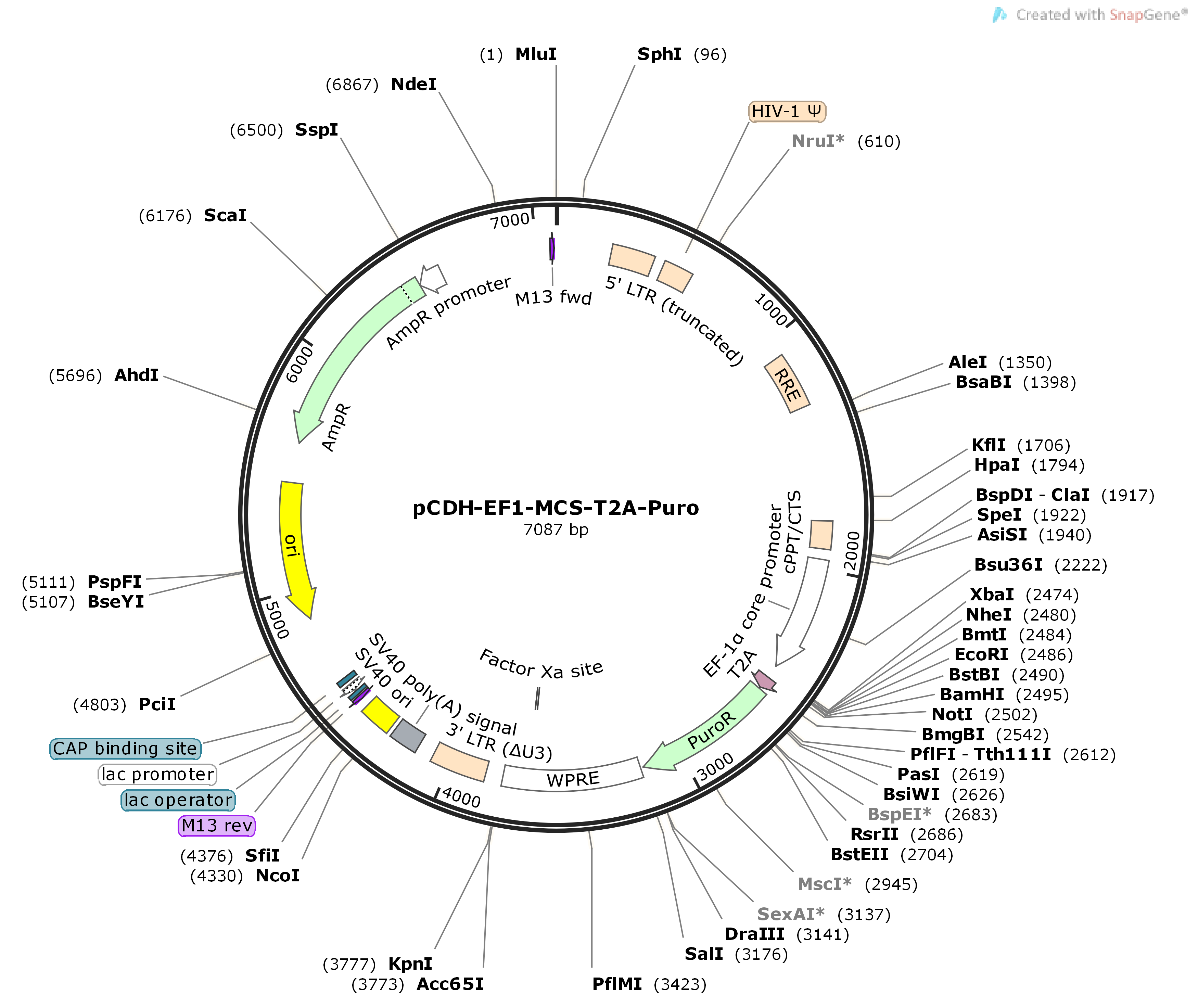 pCDH-EF1-MCS-T2A-puro