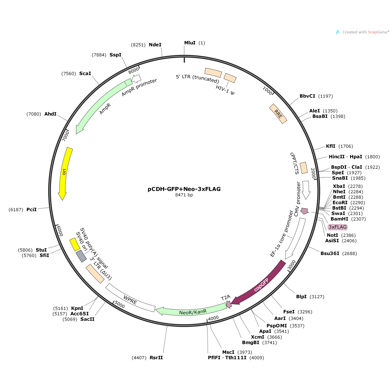 pCDH-GFP+Neo-3xFLAG