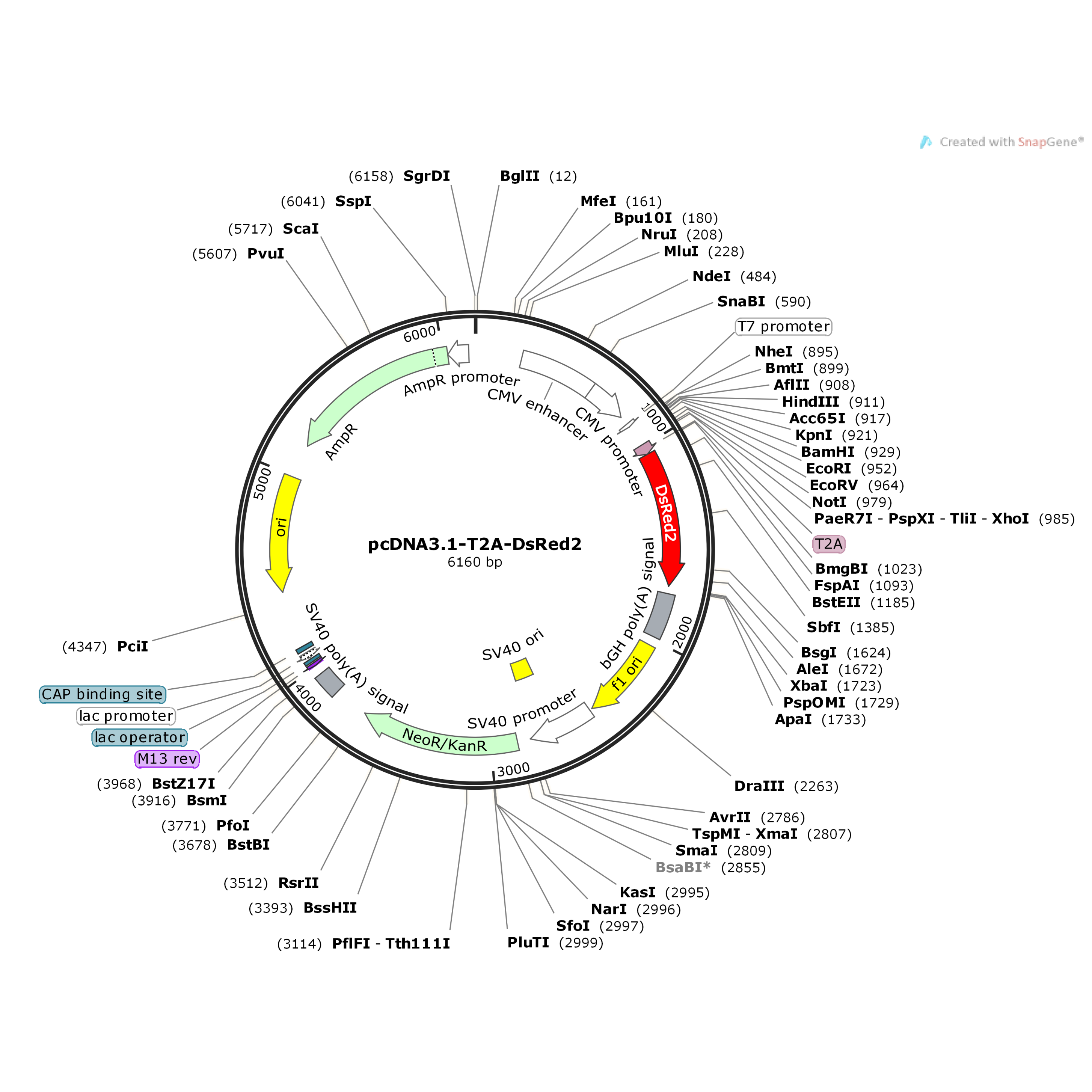 pcDNA3.1-T2A-DsRed2