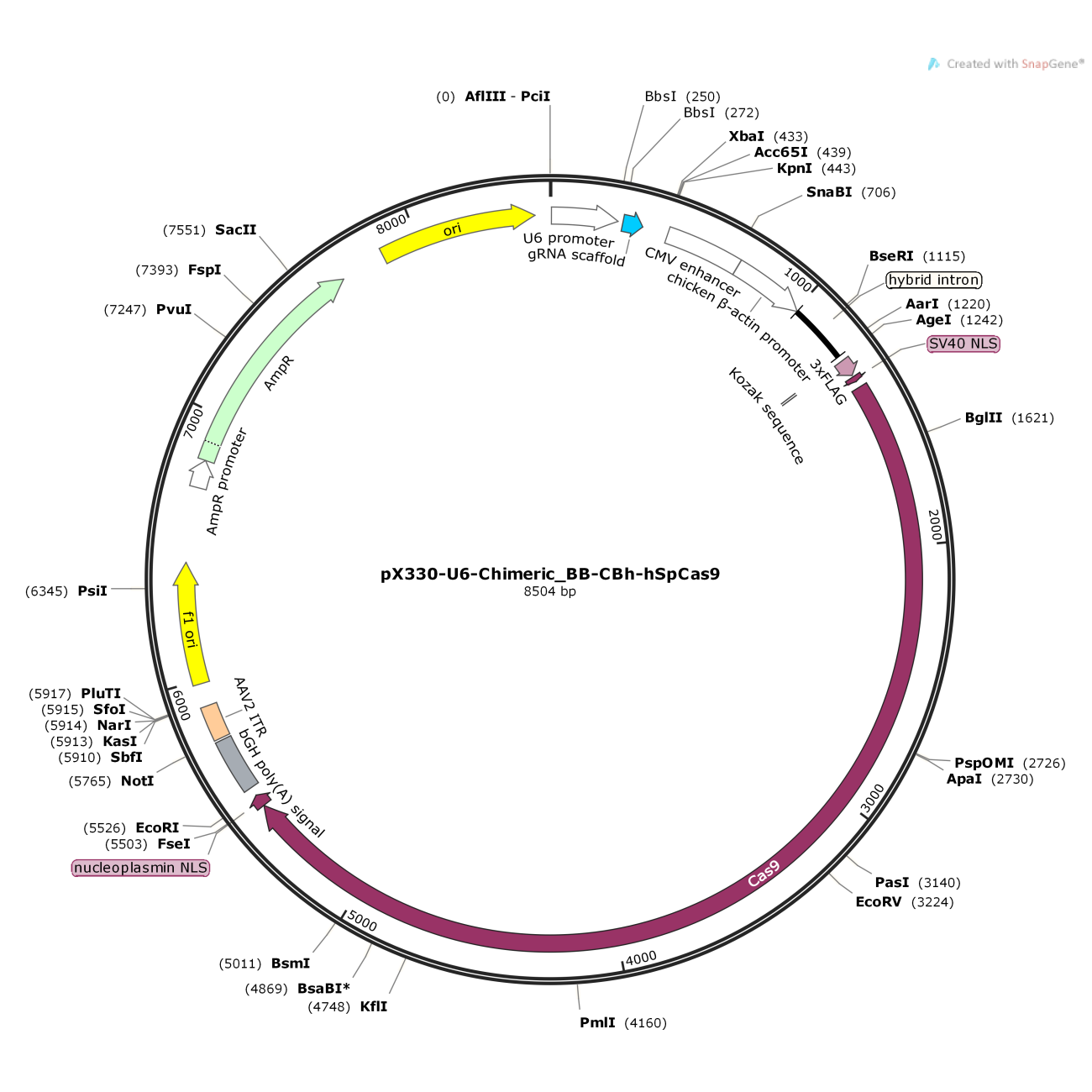 pX330-U6-Chimeric_BB-CBh-hSpCas9