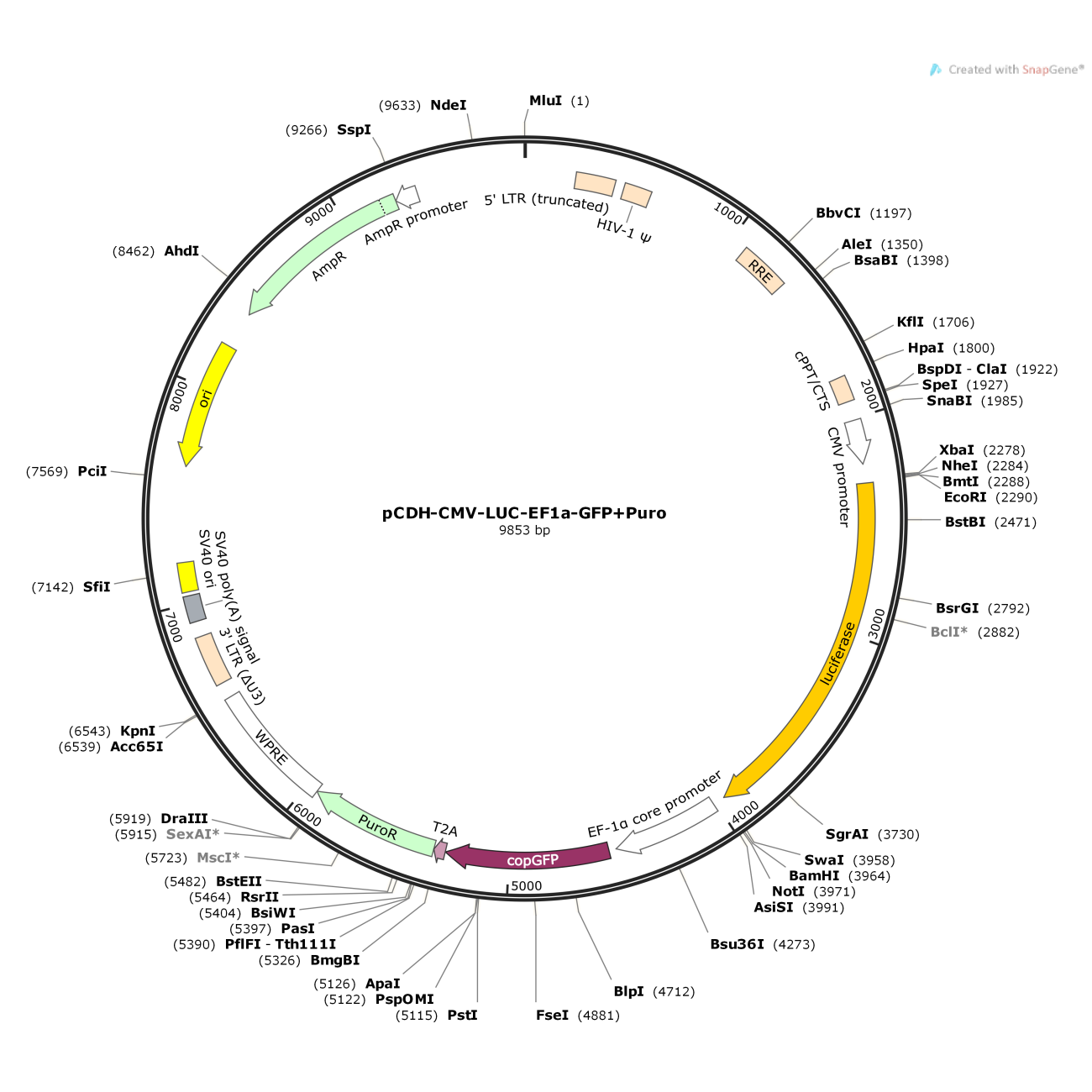 pCDH-CMV-luc-EF1a-GFP+puro