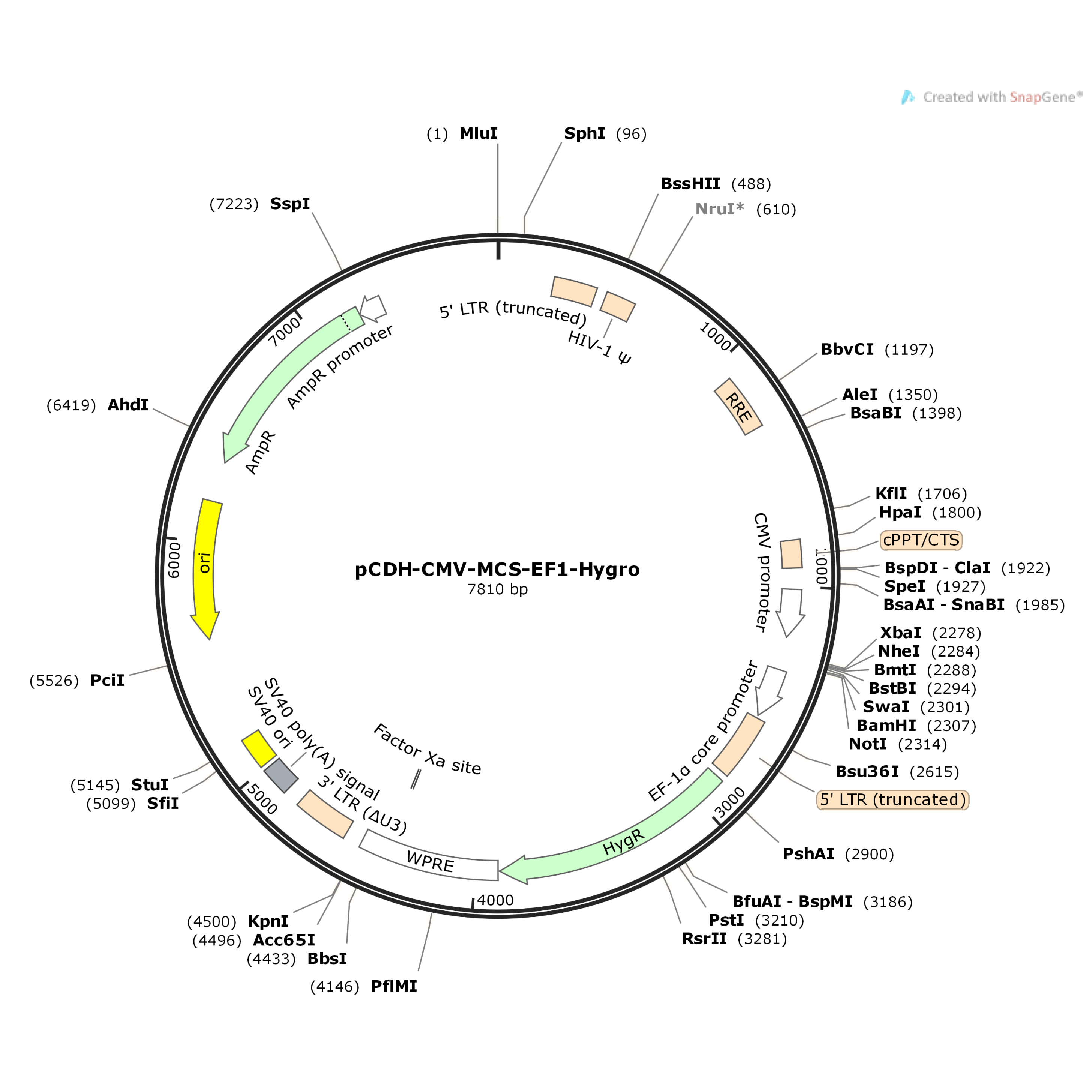 pCDH-CMV-MCS-EF1-Hygro